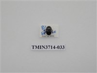 藏品(金龜子科)的圖片